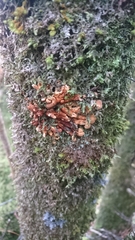 Hypocreopsis rhododendri