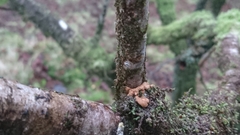 Hypocreopsis rhododendri