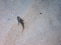 Helcogramma decurrens
