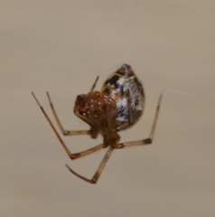 Parasteatoda