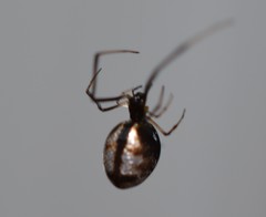 Parasteatoda