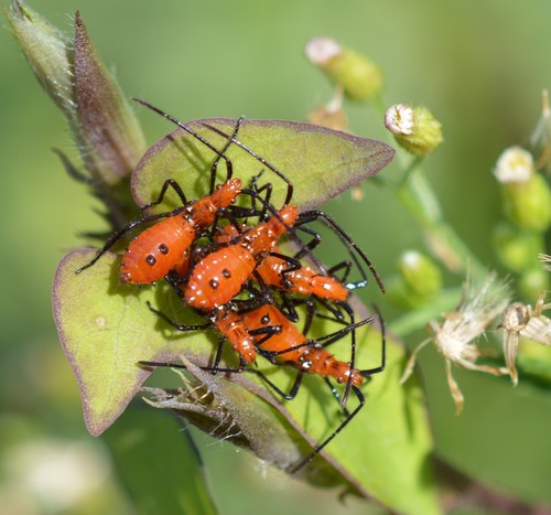 Eastern Leaf-footed Bug, photo 2 of 7