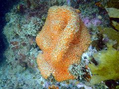 Polyandrocarpa lapidosa