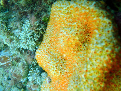 Polyandrocarpa lapidosa