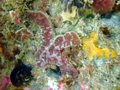 Aplidium clivosum