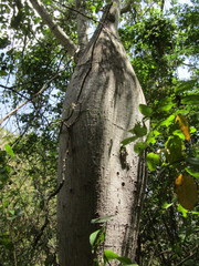 Ceiba glaziovii