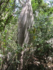 Ceiba glaziovii