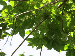 Ceiba glaziovii