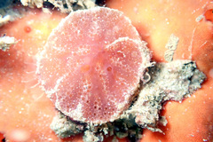 Aplidium clivosum