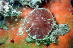 Aplidium clivosum