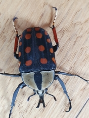 Mecynorhina passerinii