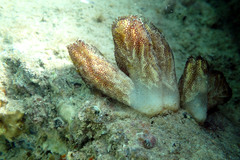 Botrylloides anceps