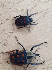 Mecynorhina passerinii