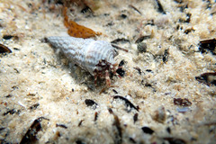 Pagurixus handrecki