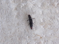 Platydracus scabrosus