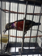 Leptocoma sperata