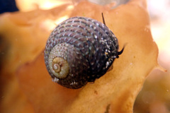 Chlorodiloma adelaidae