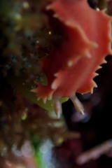 Verconia verconis