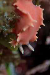 Verconia verconis