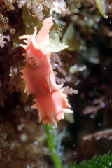 Verconia verconis