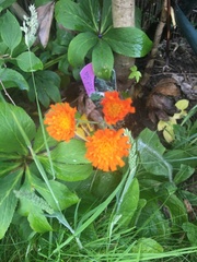 Pilosella aurantiaca