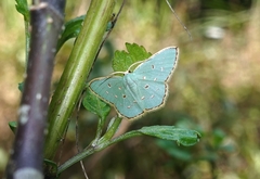 Comostola meritaria