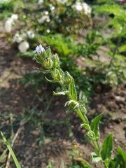 Anchusa arvensis orientalis