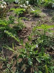 Anchusa arvensis orientalis