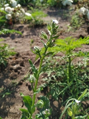 Anchusa arvensis orientalis