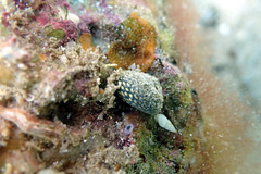 Chlorodiloma odontis