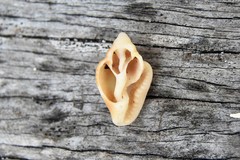 Columbella mercatoria