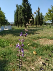 Salvia virgata
