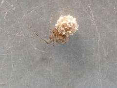 Platnickina nigropunctata