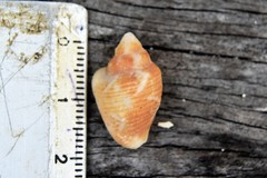 Columbella mercatoria