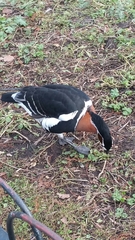 Branta ruficollis