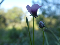 Diascia maculata