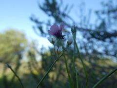 Diascia maculata