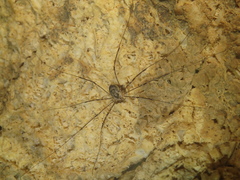 Amilenus aurantiacus