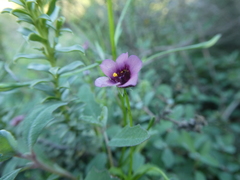 Diascia maculata