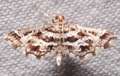 Diasemiopsis leodocusalis