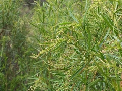 Acanthostyles buniifolius