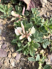 Trifolium eximium
