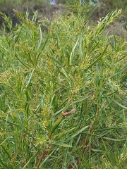 Acanthostyles buniifolius