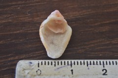 Columbella mercatoria