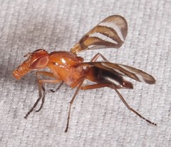 Tritoxa incurva