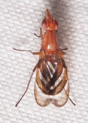 Tritoxa incurva