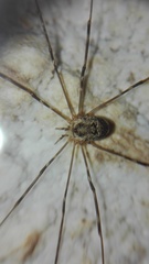 Amilenus aurantiacus