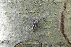 Pseudicius encarpatus