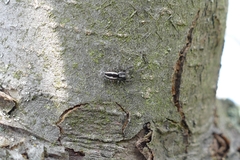 Pseudicius encarpatus