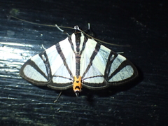 Conchylodes nolckenialis